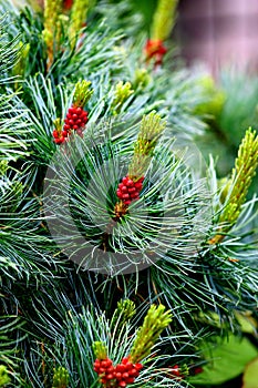 Green spruce tree with cone close up. Pine with Cones background