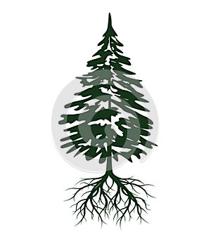 Green Spruce Tree with Roots. Vector illustration and Icon. Evergreen Tree photo