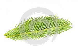 Green spruce twigs Isolated on White Background