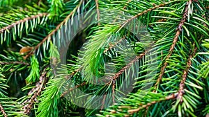 Green spruce twigs macro shot. background or texture