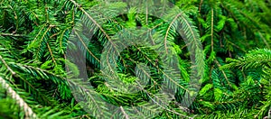 Green spruce twigs macro shot. background or texture