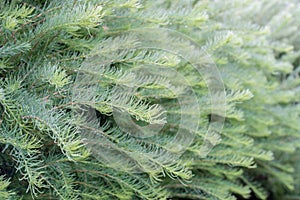 Green spruce twigs with water drops