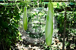 Green squash gorwin at a local farm in Myanmar