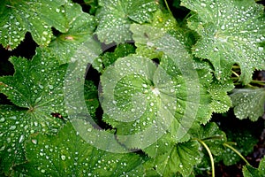 Green squash leaves decorated with patterns of rain drops