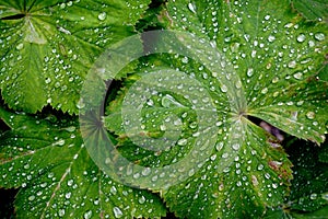 Green squash leaves decorated with patterns of rain drops