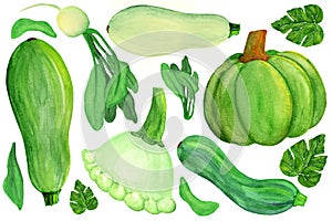 Green squashes and radish on white isolated background. Watercolor green vegetable set.