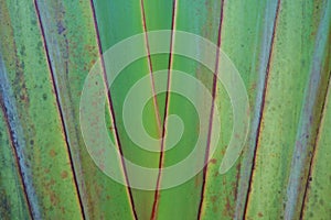 Green stalk of a banana palm, texture background