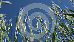 Green stalks of wheat sway in the wind. Young wheat field on a summer day