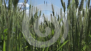 Green stalks of wheat sway in the wind. Young wheat field on a summer day