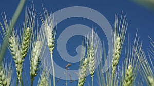 Green stalks of wheat sway in the wind. Young wheat field on a summer day