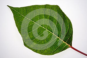 Green star of bethlehem leaf photo