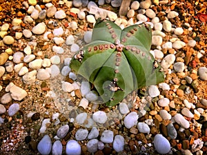 Green Star-Like Desert Plant on Ground with White Small Gravels