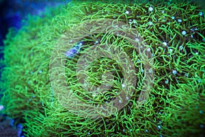 Green Star Polyp Coral