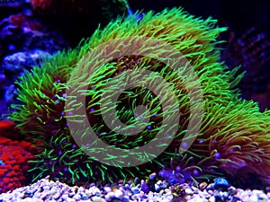 Green star polyp soft coral - briareum violaceum