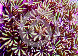 Green star polyps coral
