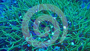 Green Star Polyps moving in sea