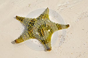 Green starfish