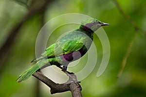 Green Starling photo