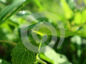 Green steamed grasshopper (Atractomorpha crenulata) on a leaf photo