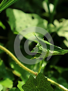 Green steamed grasshopper (Atractomorpha crenulata) on a leaf photo