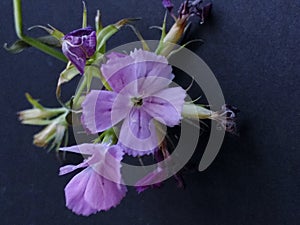 Green stem of lilac colours flowers