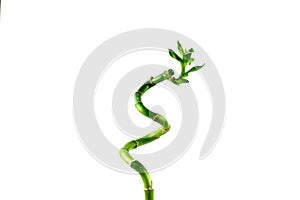 Green stem of Lucky Bamboo Dracaena Sanderiana with green leaves, twisted into a spiral shape, isolated