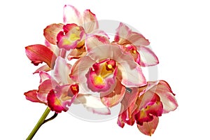 Green Stem of Pink Cymbidium Orchids on White Background