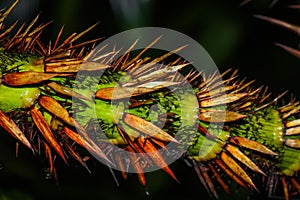 Green stem of Wewel from tropical rainforest, Sri Lanka