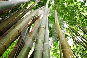 Green stems bamboo is nature abstract background