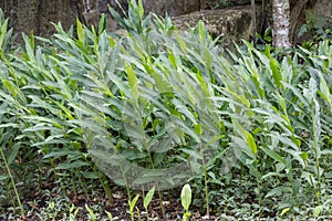 Green stems of Hedychium coronarium plant in a swamp