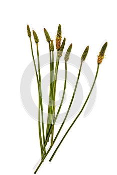 Green Stems Leaves and Mature Seed Pods of Wild Grass