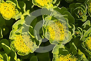 Green stems of Rhodiola rosea in the spring