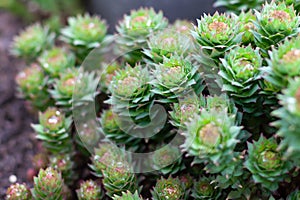 Green stems of Rhodiola rosea in the spring, covered with rain drops, closeup