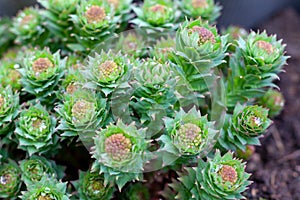 Green stems of Rhodiola rosea in the spring, covered with rain drops, closeup