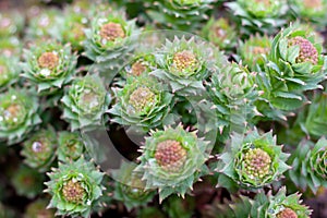 Green stems of Rhodiola rosea in the spring, covered with rain drops, closeup