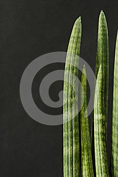 green stems of sansevieria cylindrica