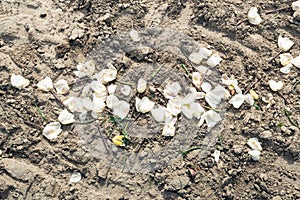 Green stems and white petals of decapitated tulips from close