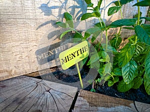 Green stencil sign saying Menthe in front of some mint growing