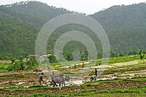 Green step farming and rice cultivation in rural h photo