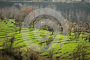 Green step farming in rural himalayan region
