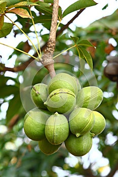 Green sterculiaceae on tree