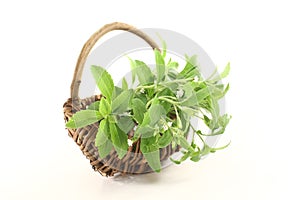 Green Stevia