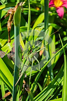 Green stick insect or green Phylliidae. The green Phasmatodea sits on the leaves of flowers in the garden.