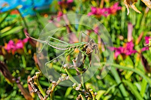 Green stick insect or green Phylliidae. The green Phasmatodea sits on the leaves of flowers in the garden.