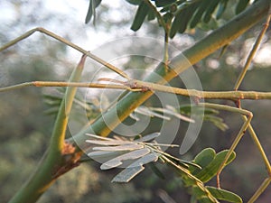 The green stick insect