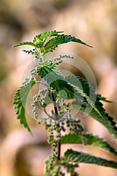 Green stinging nettle in detail