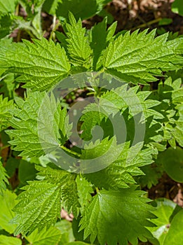 Green stinging nettle leaves healthy food