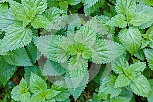 Green stinging nettles