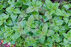 Green stinging nettles