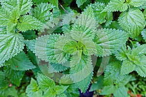 Green stinging nettles